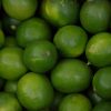 mexican key lime semi dwarf