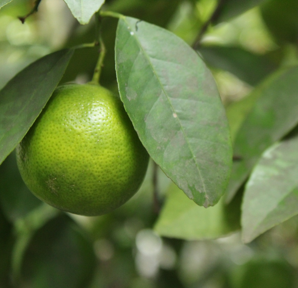 mexican key lime semi dwarf