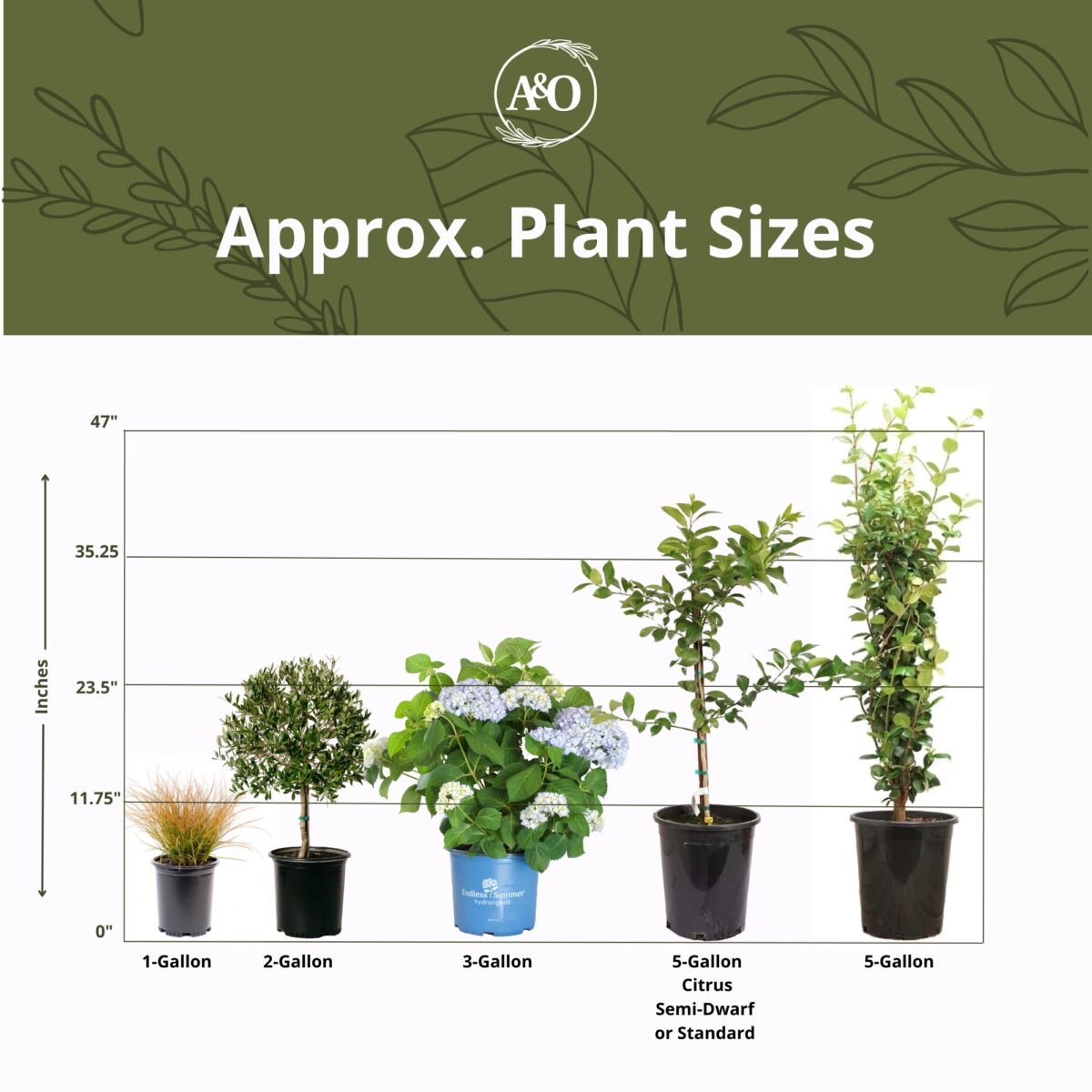 size guide for plants