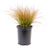 Orange sedge ornamental grass with orangeish colored leaves in a black nursery container