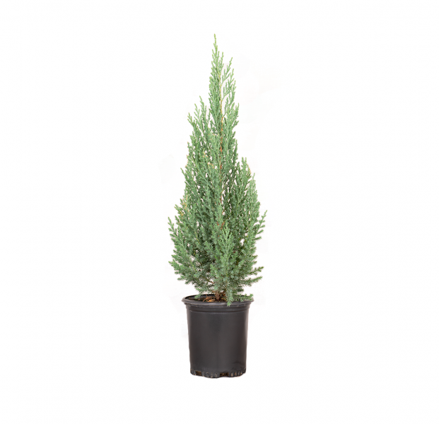 a single potted junipers blue point, uniform-growing dwarf conical selection of Chinese juniper with dense branching holding prickly blue-gray foliage
