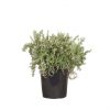 a single potted creeping rosemary, best grown in full sun where it will bloom an abundance of blue flowers in spring and early summer