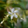Star Jasmine - Trachelospermum jasminoides