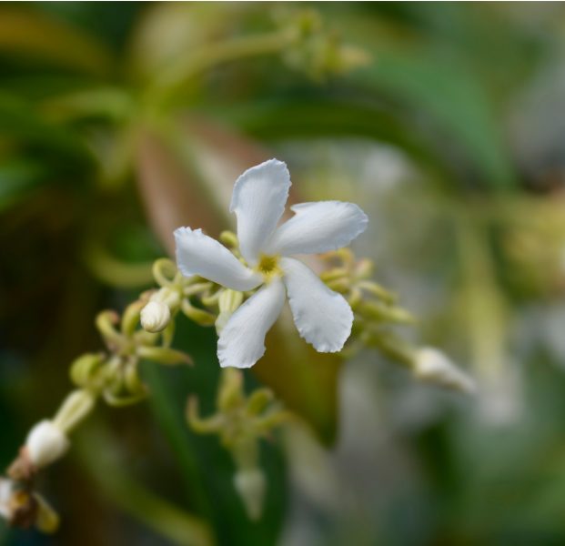 Star Jasmine - Trachelospermum jasminoides