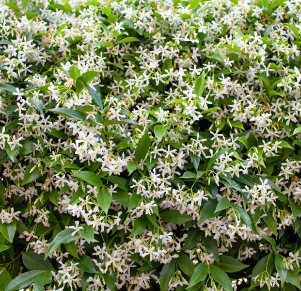 Star Jasmine, Trachelospermum jasminoides