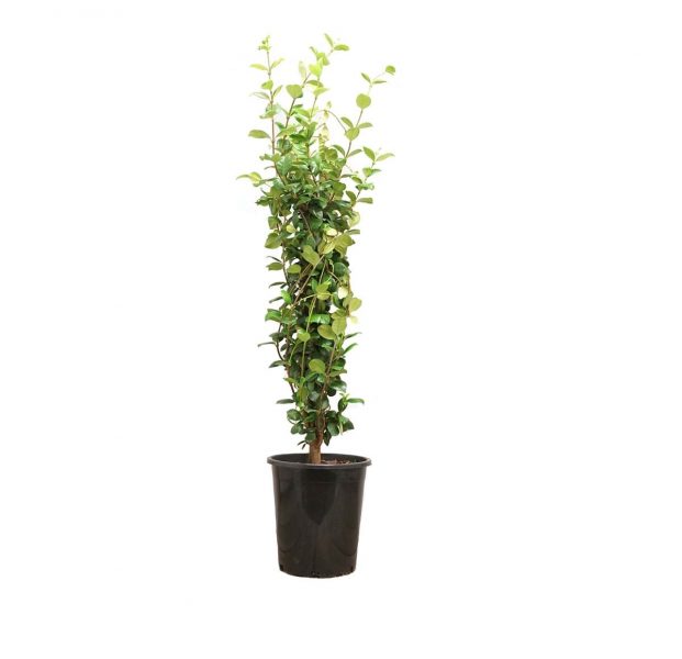 Star jasmine staked, semi-tropical evergreen shrub