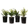 Four Buxus 'Green Beauty' ready to be shipped image.