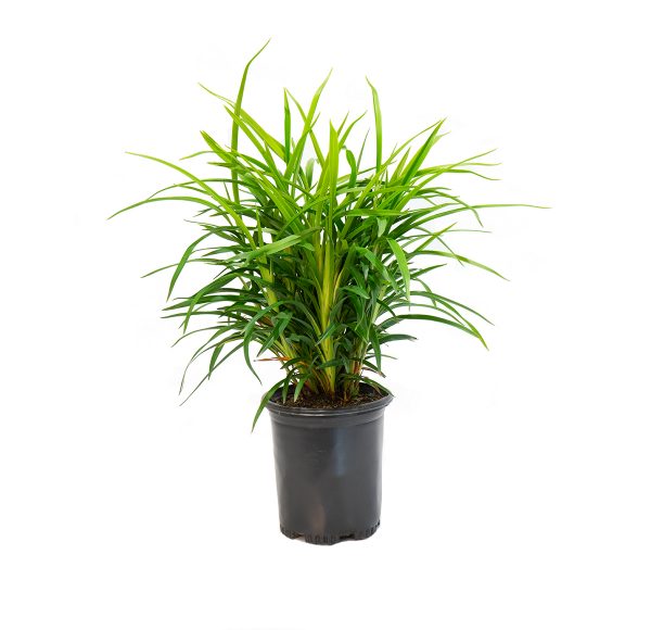 a single potted little Becca flax Lilly, will grow up to two feet tall with medium green strap like leaves