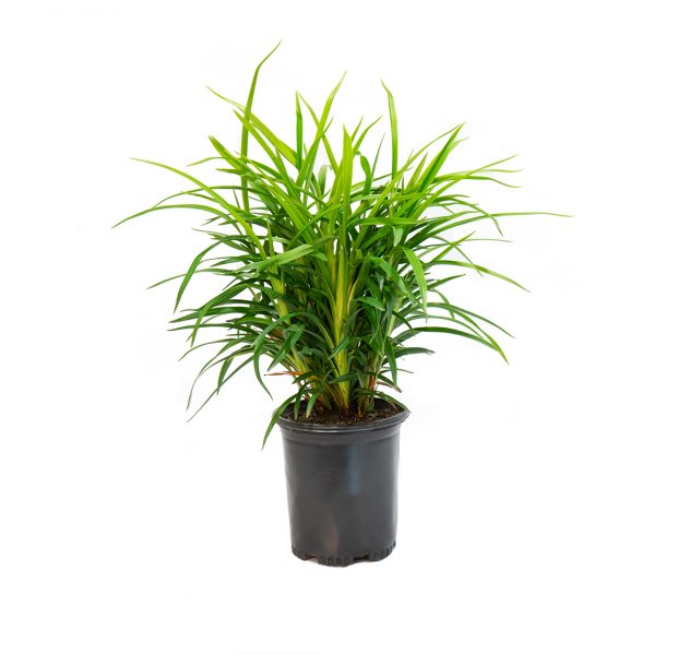 a single potted little Becca flax Lilly, will grow up to two feet tall with medium green strap like leaves
