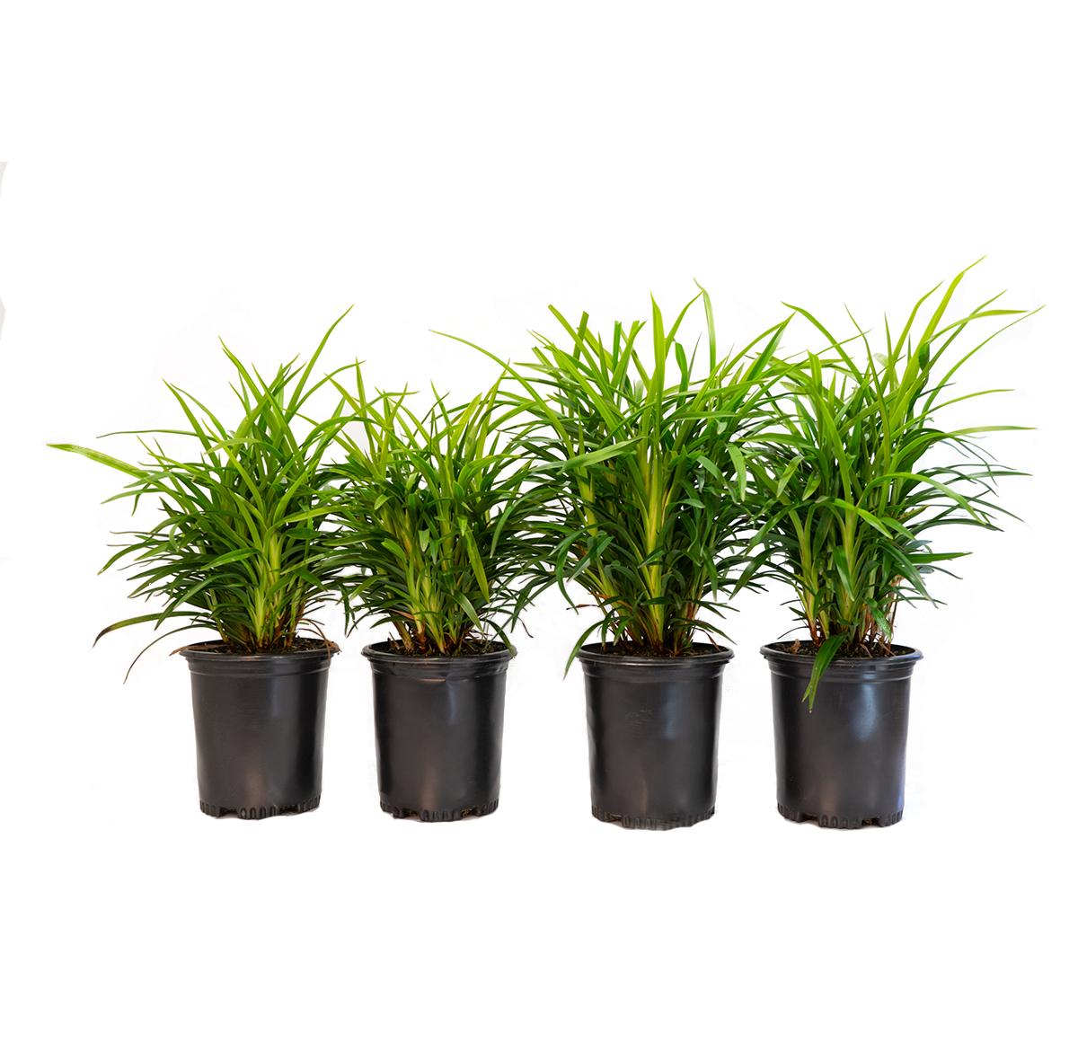 a four pack of little Becca flax Lilly, will grow up to two feet tall with medium green strap like leaves