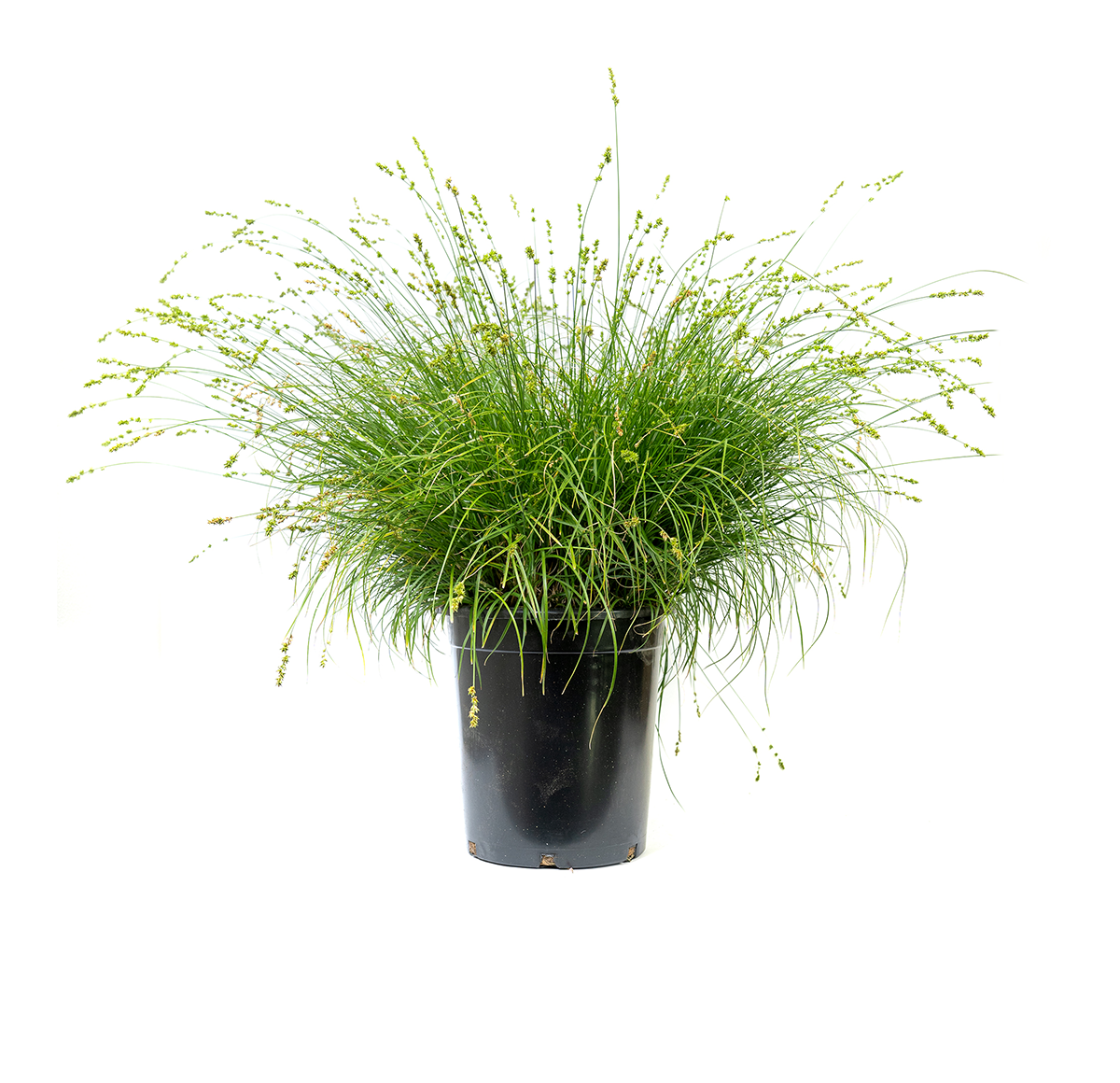 a single potted Berkeley sedge, a hardy perennial grass-like plant that is highly adaptable