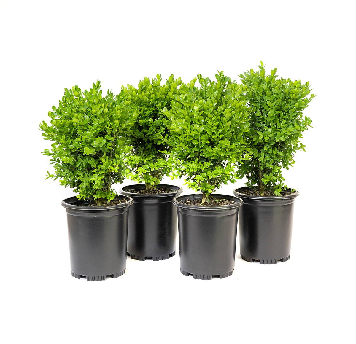 a potted four back of dwarf English boxwood, is has been the most extensively planted boxwood in the United States over the past century