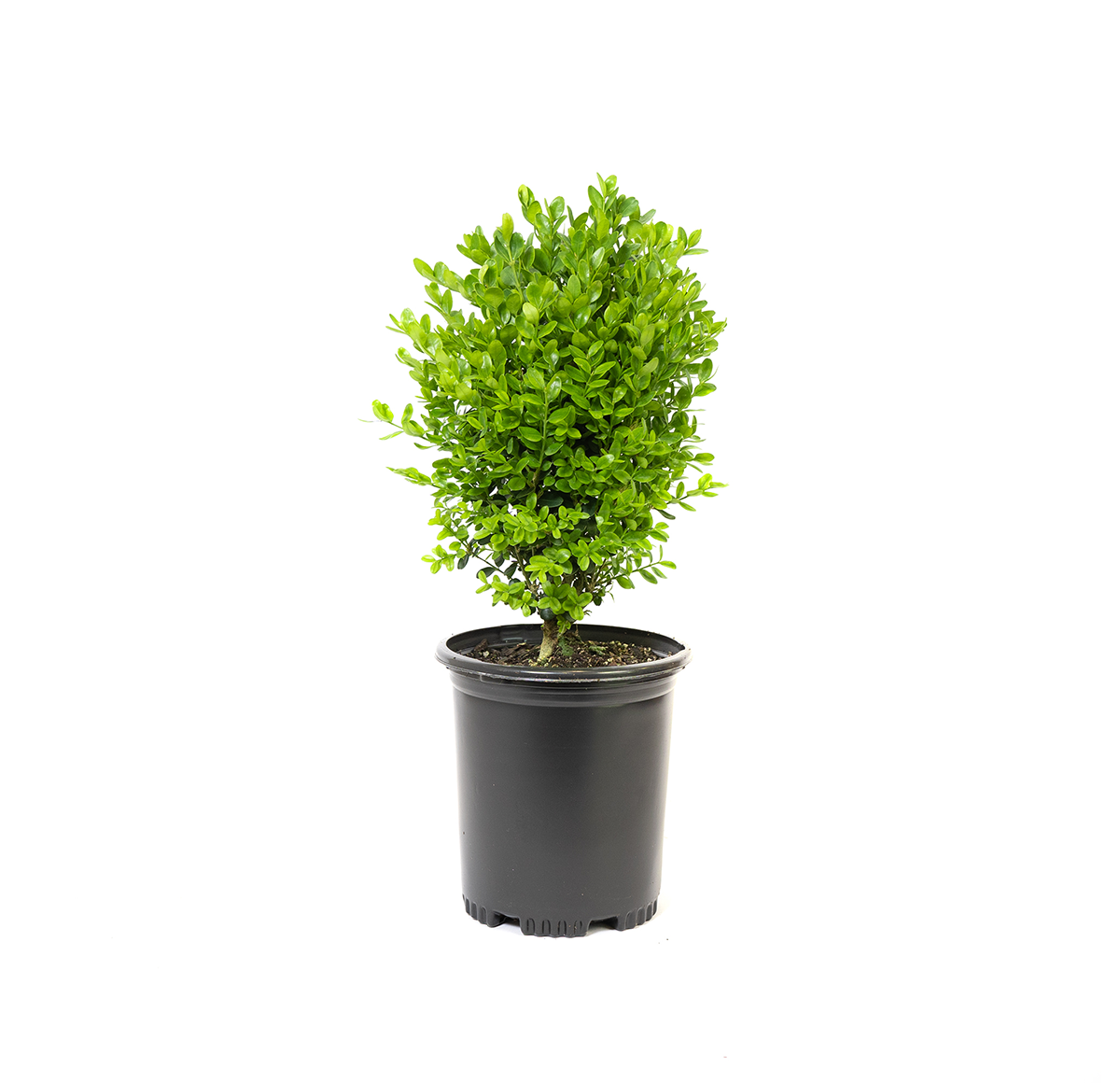 Dwarf English Boxwood in a black nursery container