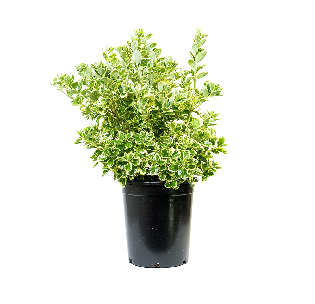 single potted euonymus silver queen has glossy green leaves with cream to silver margins and won't fade in the sun