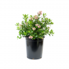 a single potted pink princess escalonia, dense and fast growing, can be used as a foundation, hedge or screening plant