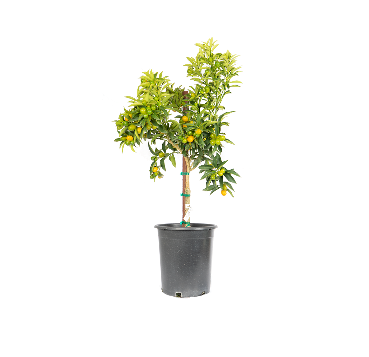 single potted nagami kumquat, mall tree loads its dense branches with bright orange colors and is a tart tasting fruit