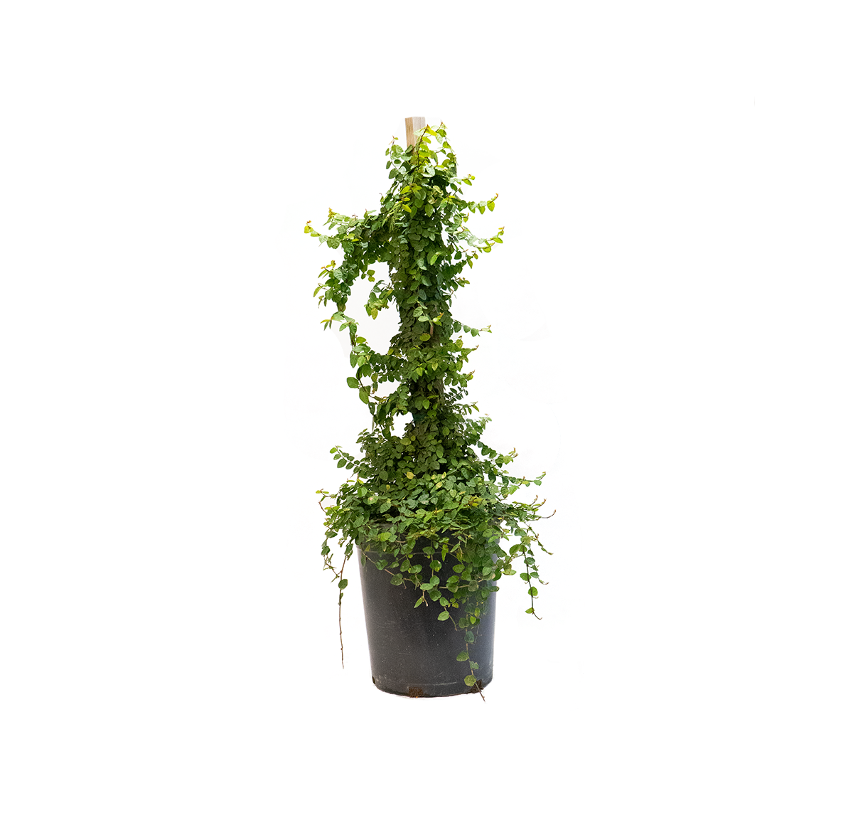 a five gallon creeping fig, popular ground and wall cover in warmer parts of the country and a lovely houseplant in cooler areas