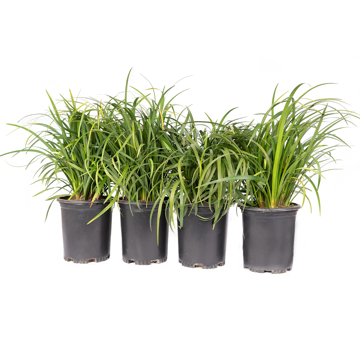 four pack of potted ingle Liriope Turf often called big blue lilyturf, lilyturf, border grass, and monkey grass