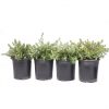 a four pack of Mundi westringia a beautiful ground cover shrub with masses of flowers
