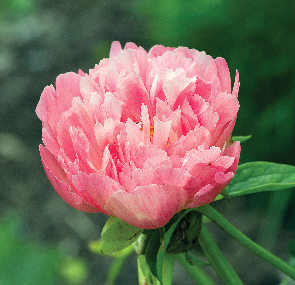 Peony 'Coral Sunset'