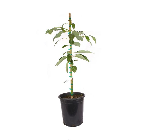 Wurtz "Little Cado" Avocado Tree, or Persea americana 'Wurtz Littlecado'