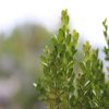 An image of Buxus Green Beauty.
