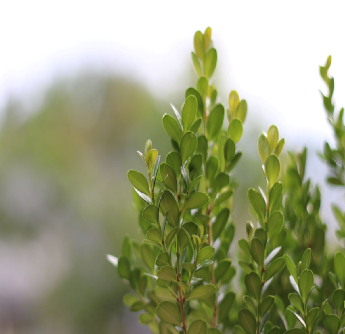 An image of Buxus Green Beauty.