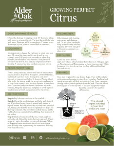 Alder and Oak Citrus Flyer