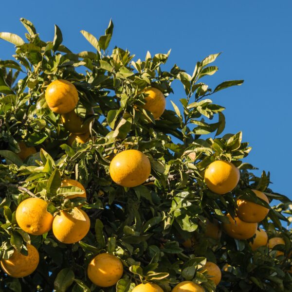 rio red fruit