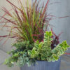 buy container plants