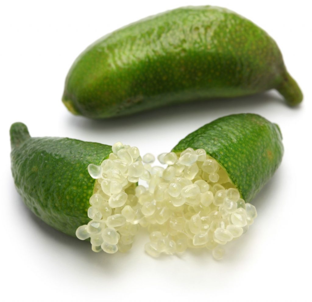 Finger Lime Tree For Sale Online by Alder and Oak Plants