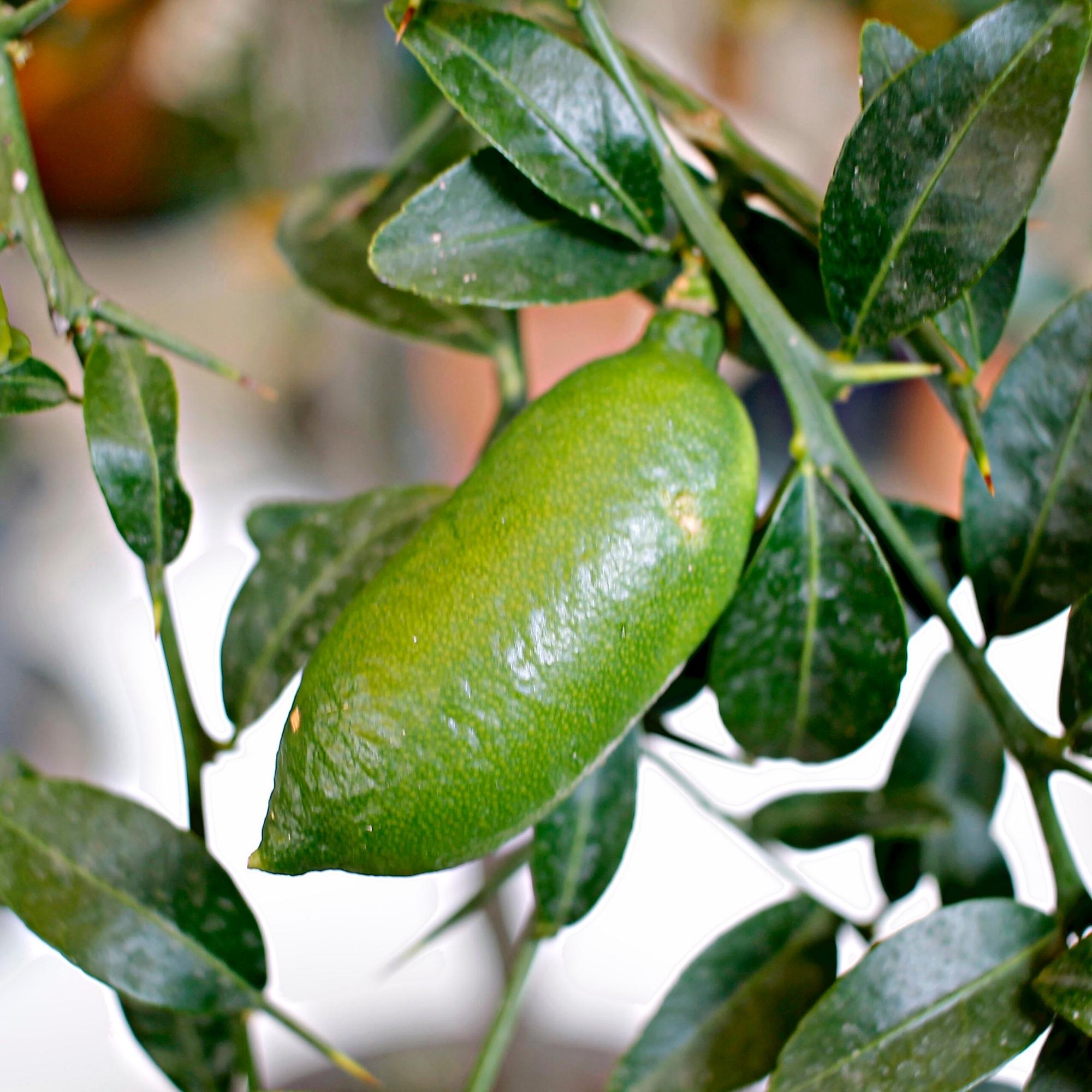 Finger Lime Tree For Sale Online by Alder and Oak Plants