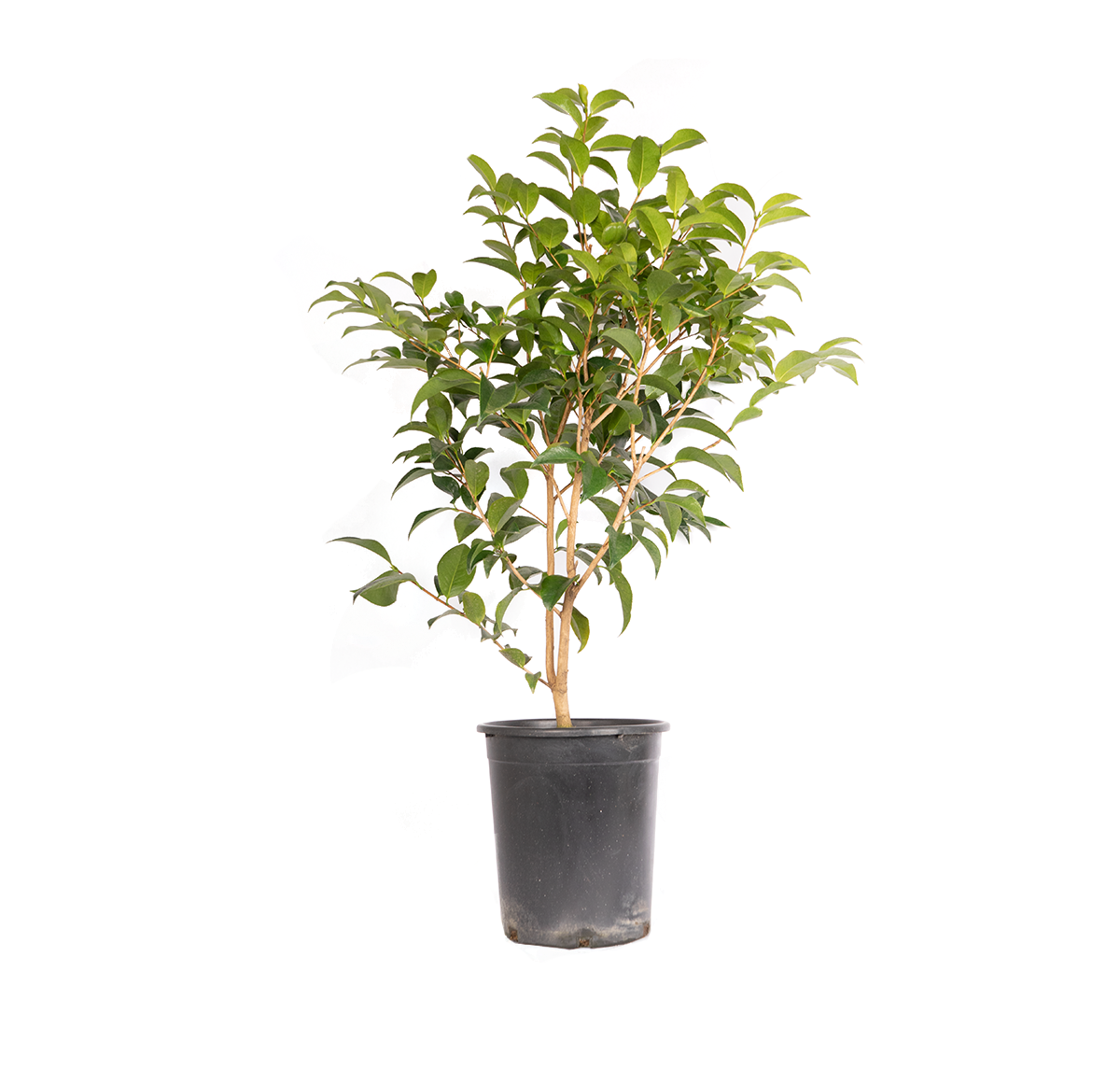 Camellia shrub with green leaves in a black nursery pot.
