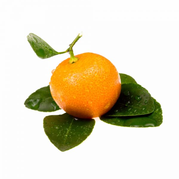 Bright orange flesh and dark green leaves of the Calmondin orange
