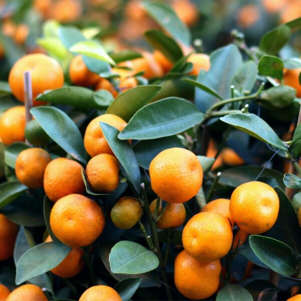 stock calamondin