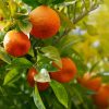 tangerine dancy fruit in tree Ao