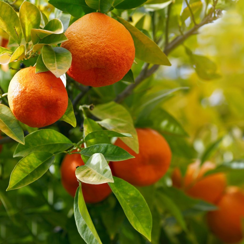 Dancy Tangerine Tree For Sale Online by Alder and Oak Plants
