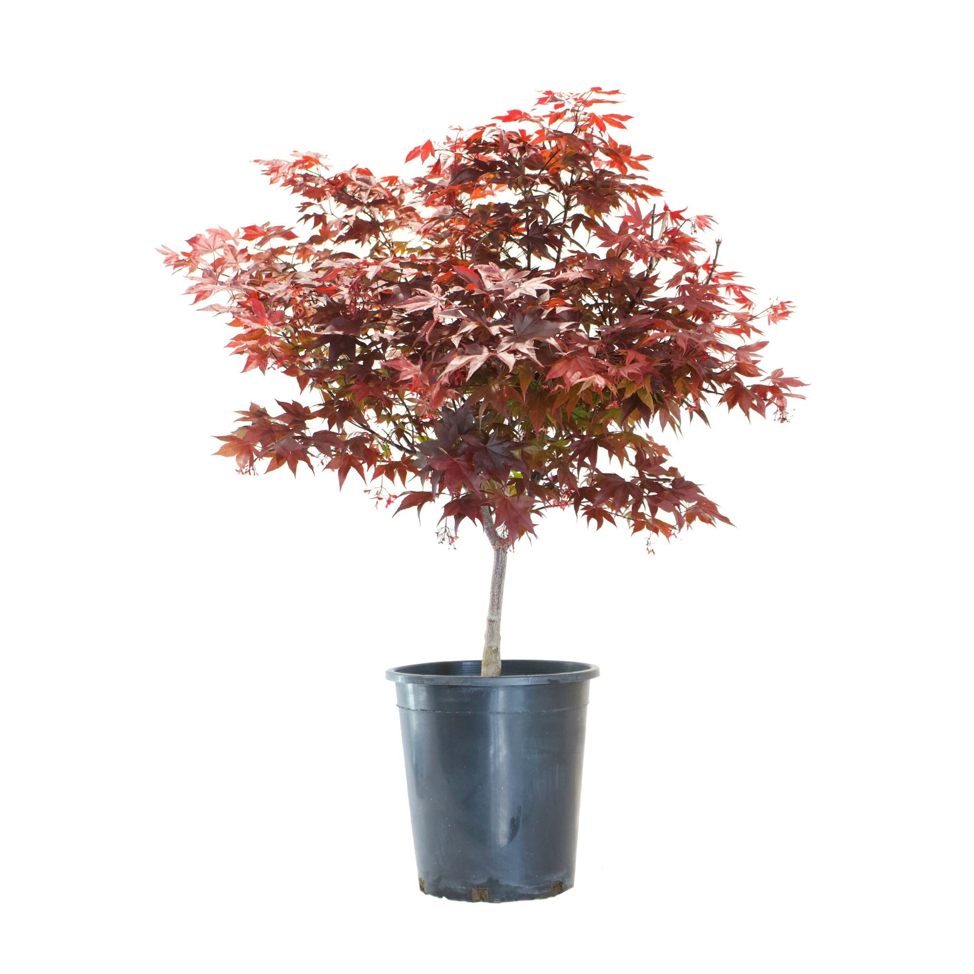 Japanese Maple tree with reddish colored leaves in a black nursery pot.