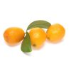 Bright orange Fukushi kumquat fruit
