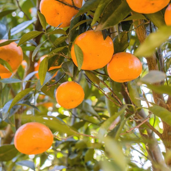 honey mandarin in tree