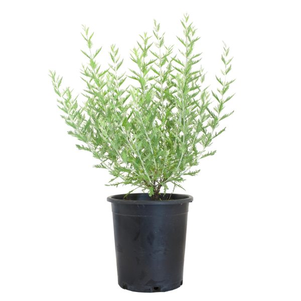 Russian Sage has a strong structure of silver-grey toned foliage in a black nursery pot.