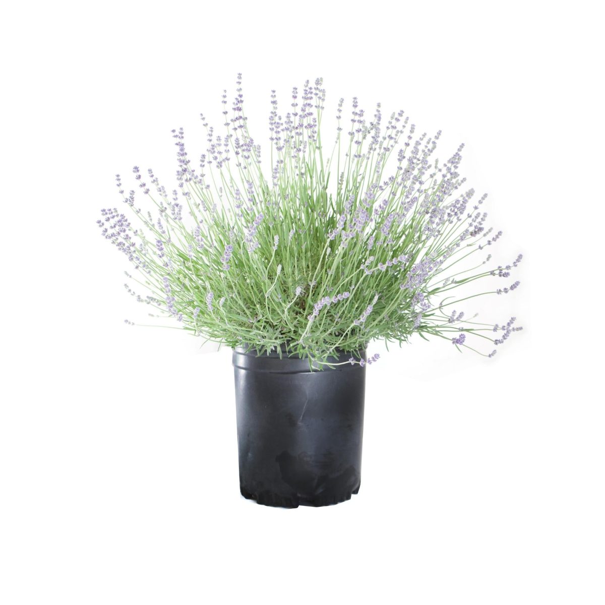 English Lavender blooming in a black nursery pot
