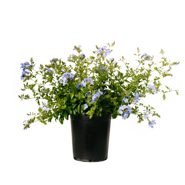 Blue flowering Royal Cape Plumago shrub in a black nursery pot