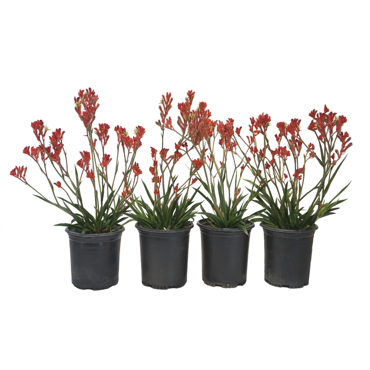 Red Kangaroo Paws with bright red flowers in black nursery pots.