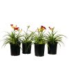 The 'Cranberry Baby' red daylilies in black nursery pots.