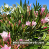Pink oldeander bush growing under a blue sky