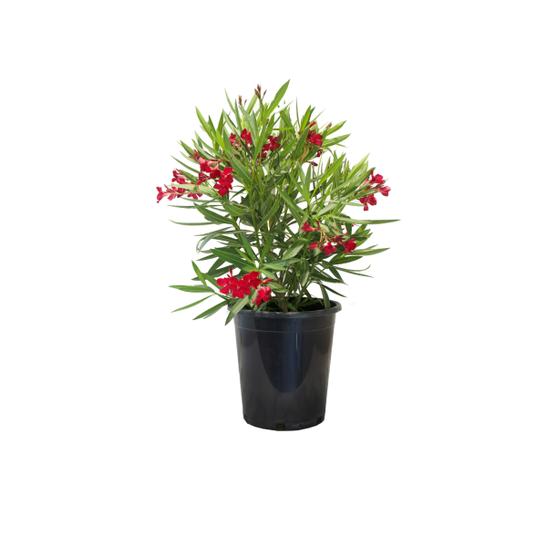 Oleander bush red in a black nursery pot