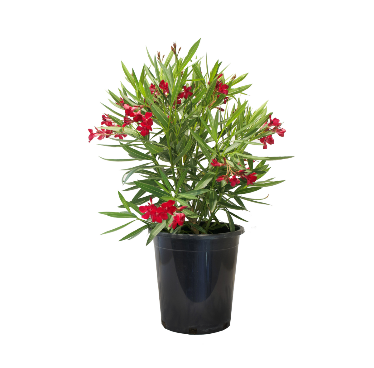 Red Oleander Bush in a black nursery pot
