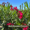 Red oleander bush in flower against blue sky
