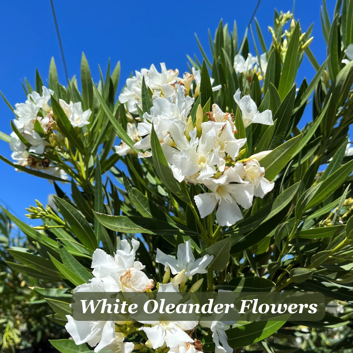 White oleander bush